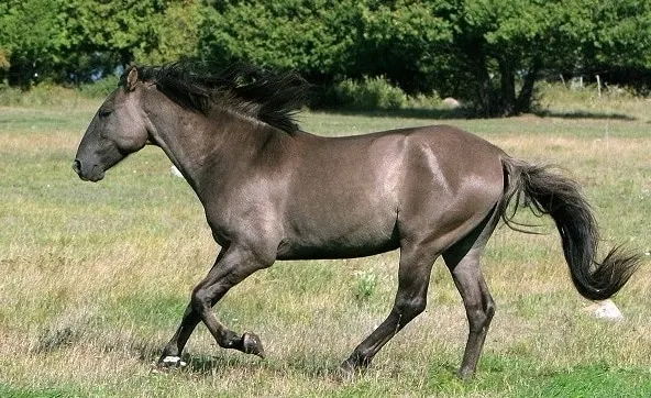 wild Sorraia horse breed