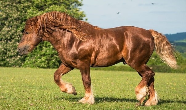 Suffolk Punch British horse breed