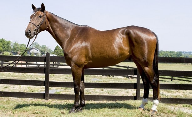 Thoroughbred, English racehorse breed native to Britain