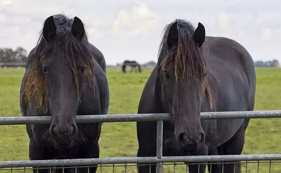 Two black Friesian horses at a fence