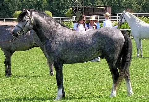 dapple grey Welsh pony at a show ground