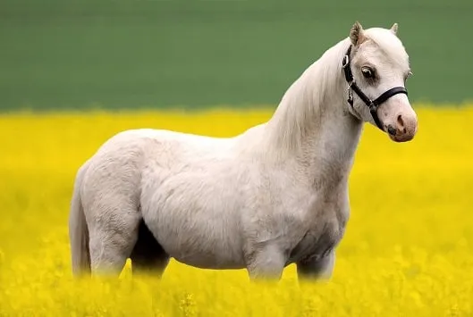 Welsh Pony, a good all-round kids pony breed