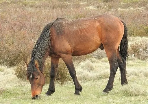Wild Brumby horse in the Australian outback