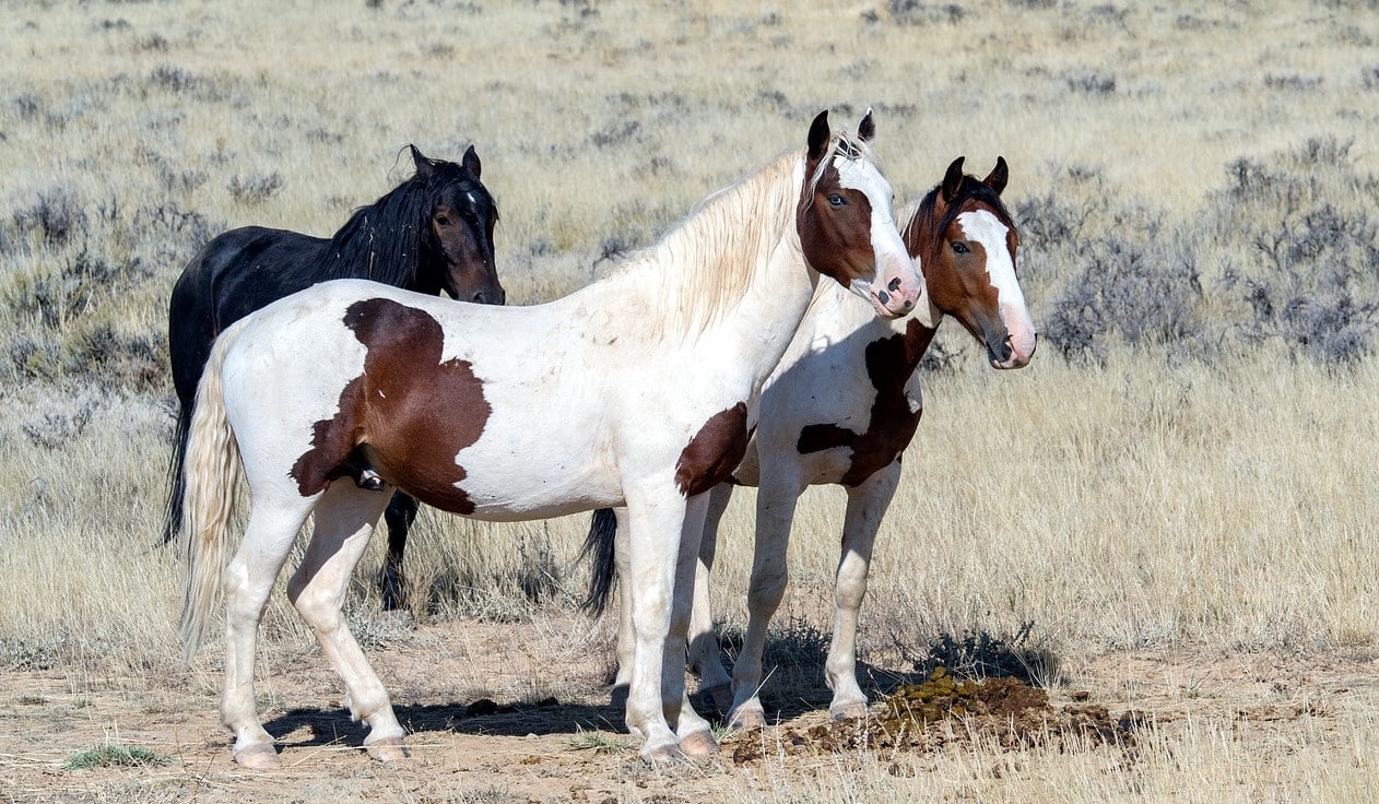 12 Common Wild Horse Breeds From Around the World (Facts & History)