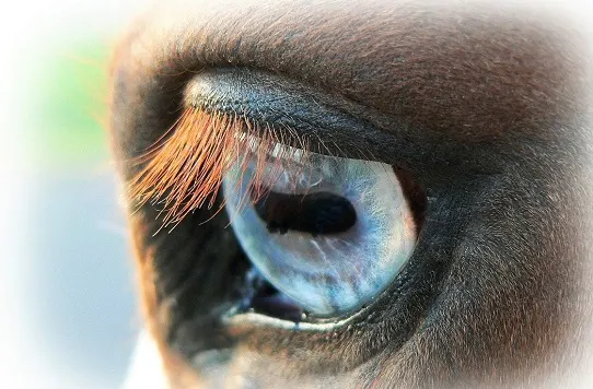 Close of a horse with a blue eye