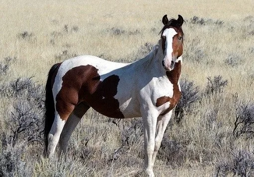 wild Mustang horse in North America
