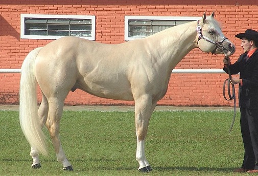 American Quarter Horse that is a native North American breed
