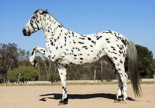 Appaloosa native North American horse spotted breed