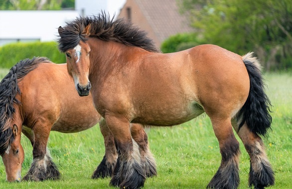 Ardennes horse roaming around a field