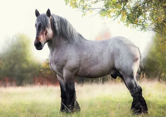 Belgian draft horse, the strongest horse breed