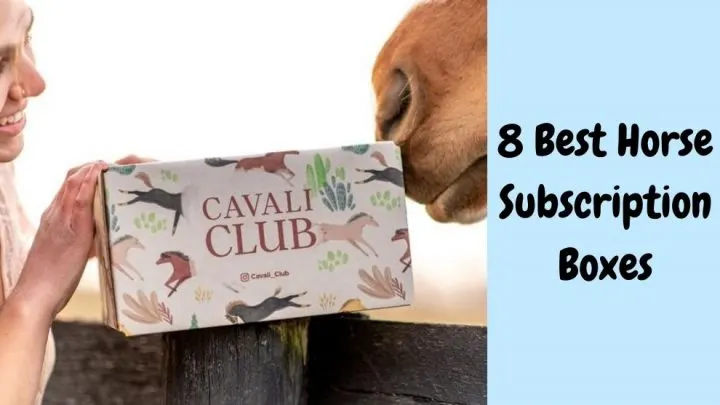 7 Best Horse Subscription Boxes for Equestrians