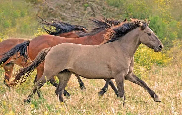 Cerbat Mustang horses running in the wild