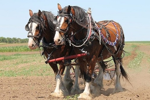Clydesdale horses ploughing a field, being used for agriculture