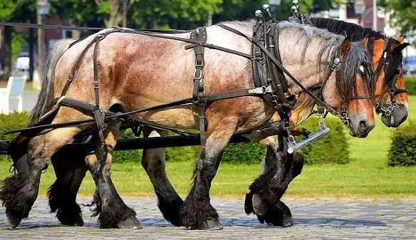 Draft horses being used to pull a carriage, means of transport