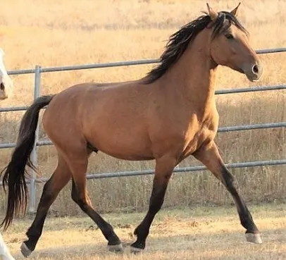 Kiger Mustang wild horse breed