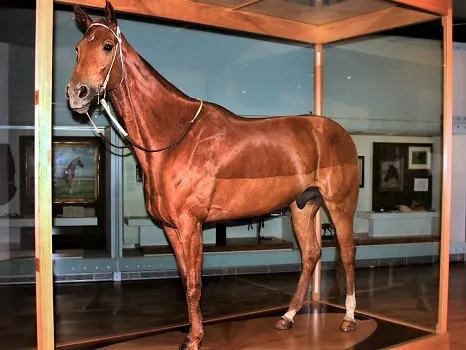 Phar Lap's Taxidermied Remains at the Melbourne Museum