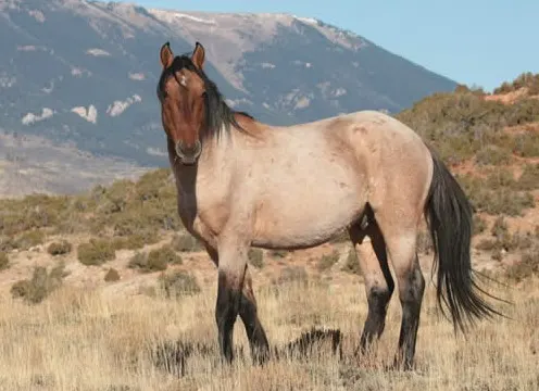 Pryor Mustang horse in the Pryor mountains