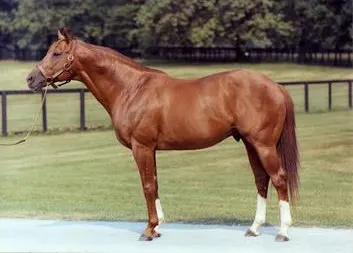 Secretariat, the most famous racehorse in history