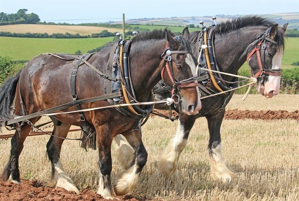 Strong Shire horses pulling a plough in a field