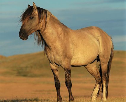 Spanish Mustang horse native to North America