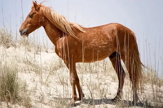 Wild Spanish Mustang horse breed