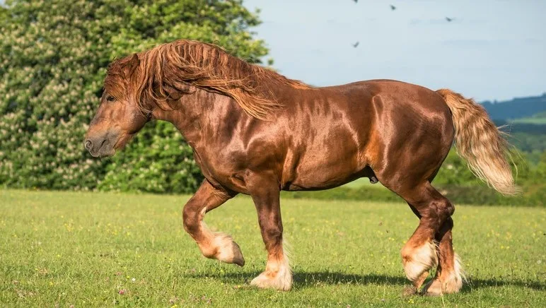 6 Strongest Horse Breeds in the World