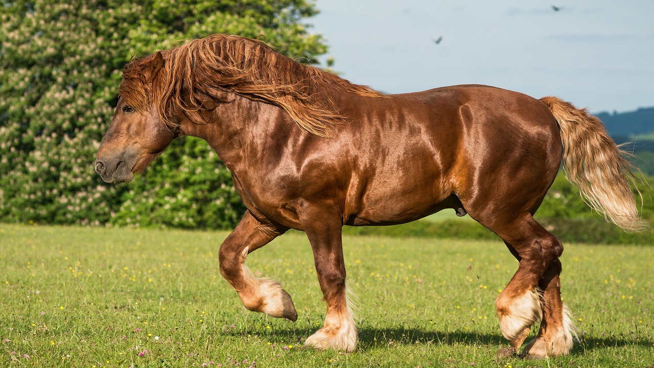 6 Strongest Horse Breeds in the World