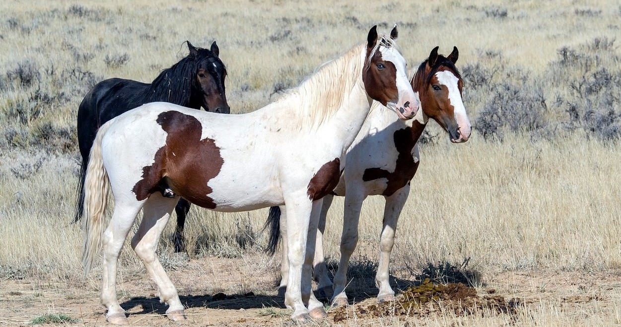 6 Types of Mustang Horses & Their History