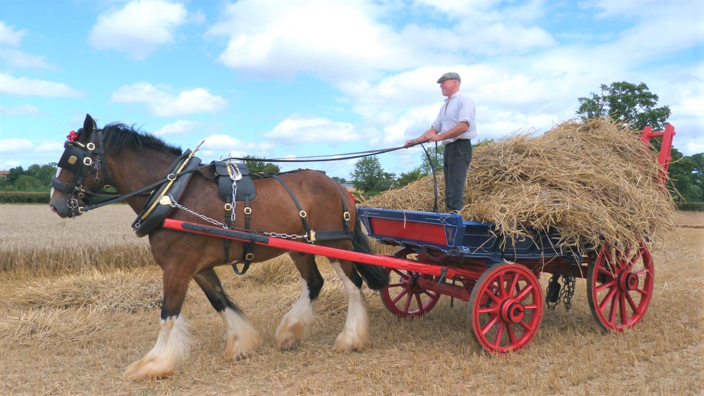 Uses for horses by humans throughout history. Shire horse working in a field in the UK
