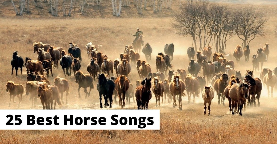 25 best horse songs for horse lovers: country, rock, pop, and folk music