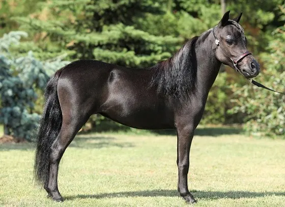 Black Miniature horse breed standing in a grassy field