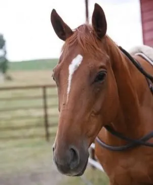 Apollo, chestnut jumping horse on Heartland