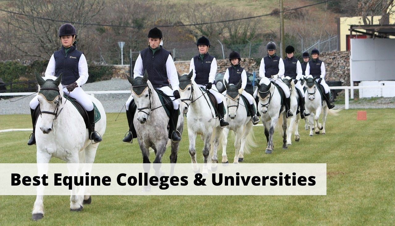 Best Equestrian Colleges & Universities in the USA. Equine and horse care courses and equestrian teams