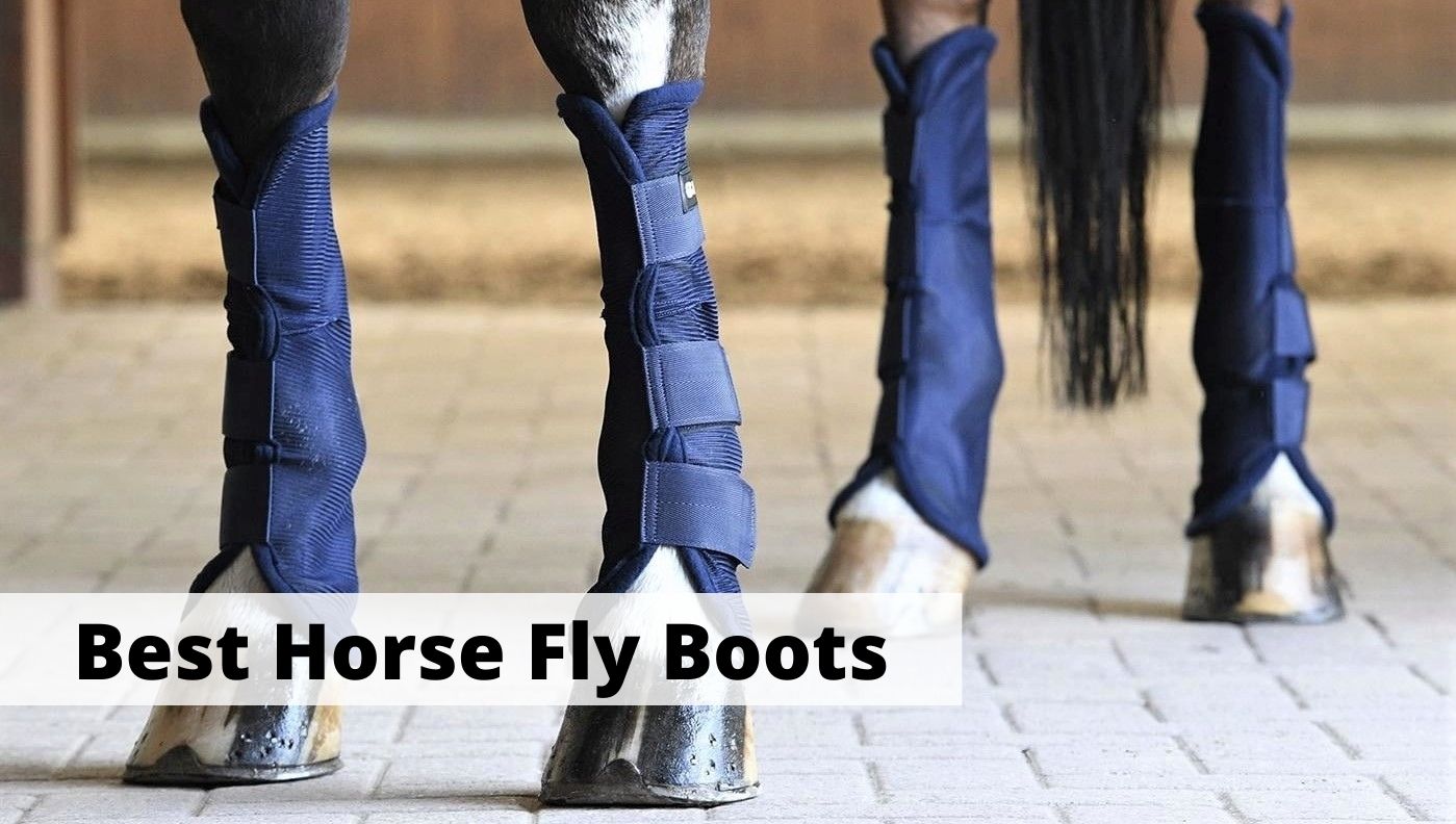 Best fly boots for horses. Horse wearing four new fly boots