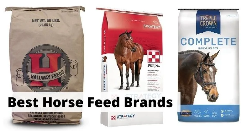 7 Best Horse Feed Brands