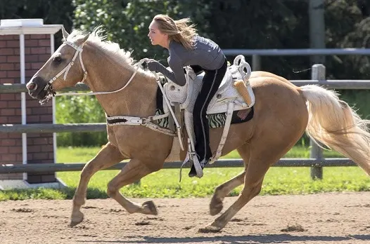 Boots, Palomino trick riding horse on Heartland TV show