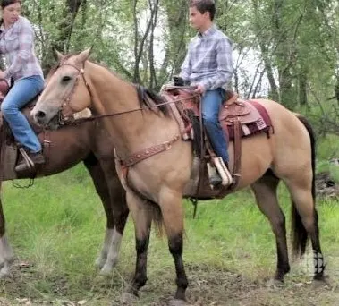 Buddy, Buckskin horse from Heartland