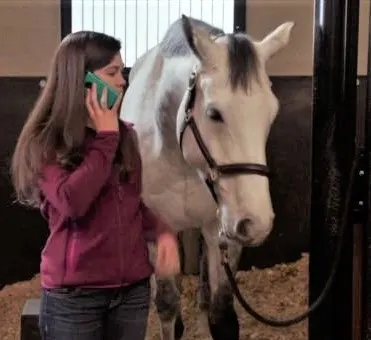 Budget Buster, grey horse on Heartland