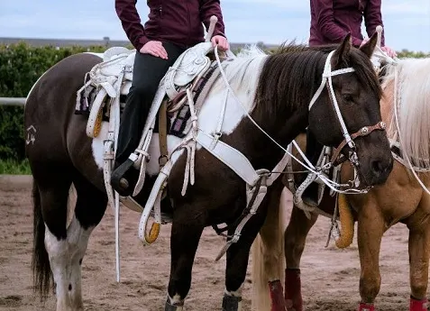 Checkers, Georgie's tricking riding piebald horse on Heartland