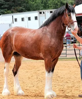 Clydesdale horse before a horse show