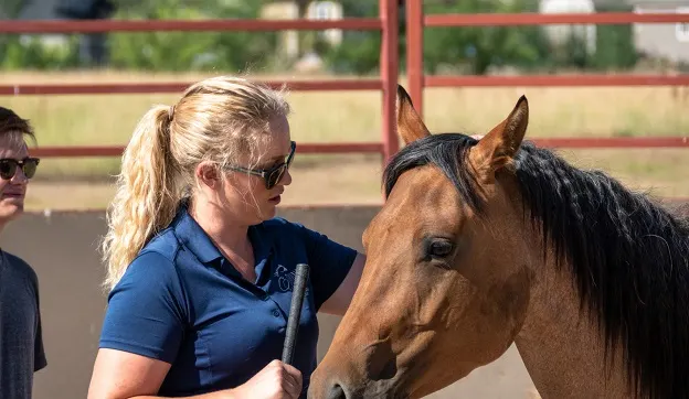 Colorado State University equine science student stroking a horse