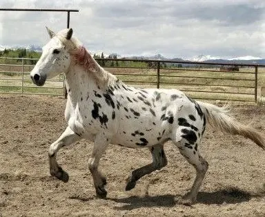 Ghost, Appaloosa horse from Heartland TV series