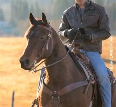 Harley, horse ridden by Ty Borden on Heartland