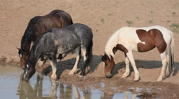 Wild horses native to North America drinking at a watering hole