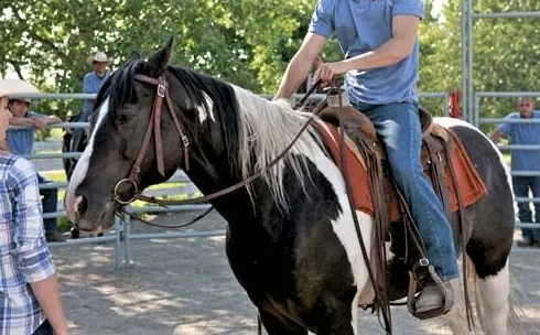 Kramer, brown and white horse on Heartland