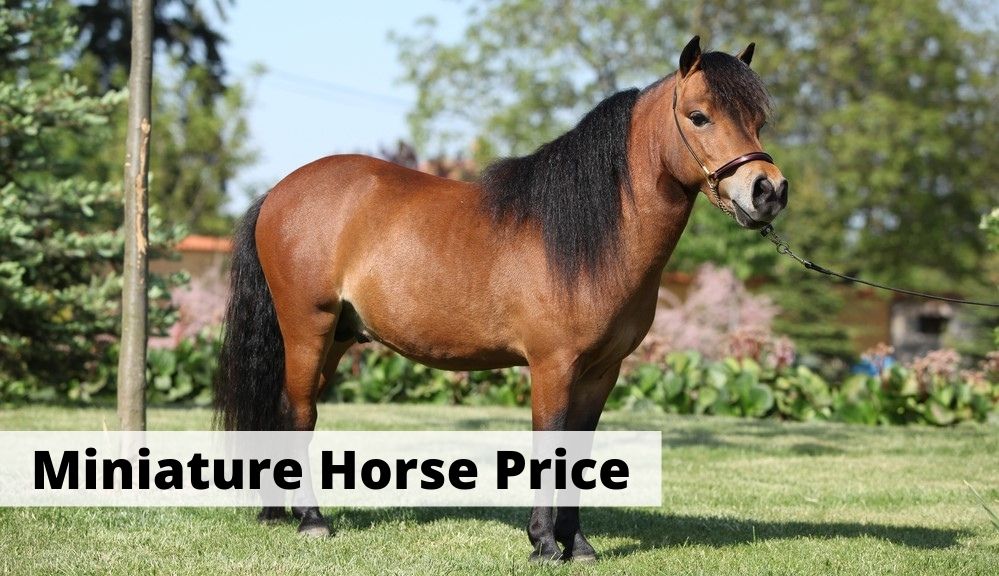 Miniature Horse Price: How Much Do They Cost?