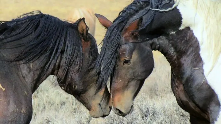 Native North American horses, wild mustangs