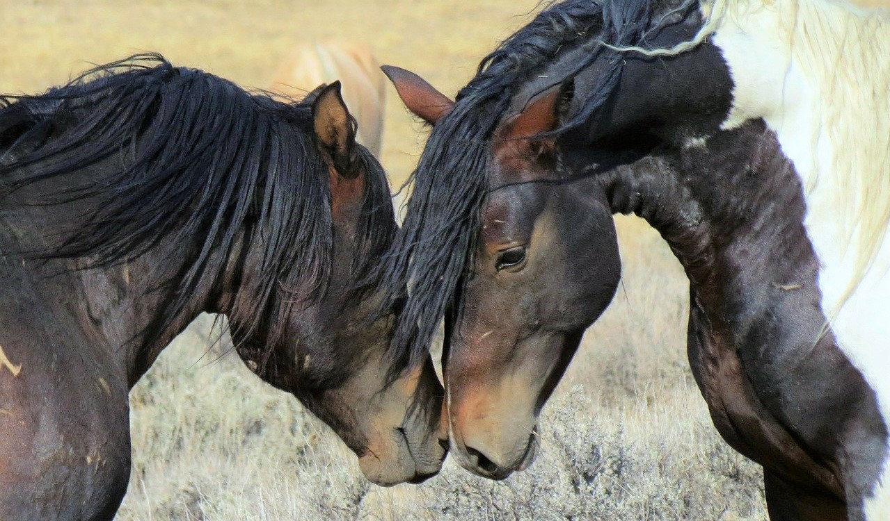 Native North American horses, wild mustangs