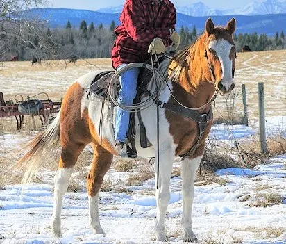 Paint, Jack Bartlett's horse on Heartland