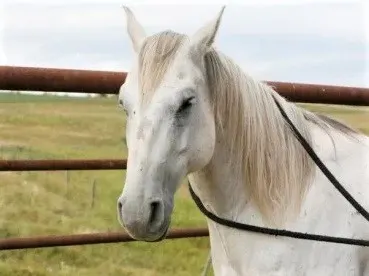 Pegasus, Tim Fleming's horse from Heartland 